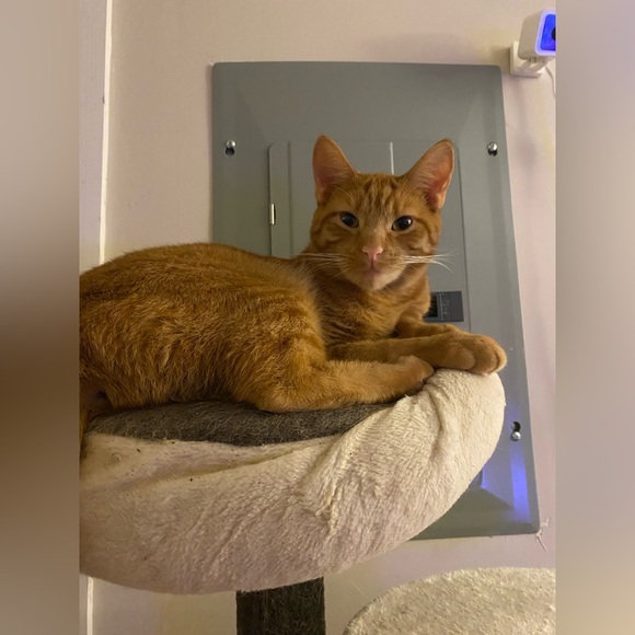 We’re live with table lots! (Want shipped ASAP? Please let me know!!) - Picture 3 of 4